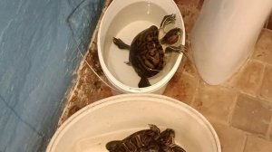 Как хорошо умеют плавать красноухие черепахи