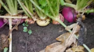 Возрожденная Древняя Русская Репа! Семена на pomidom.ru