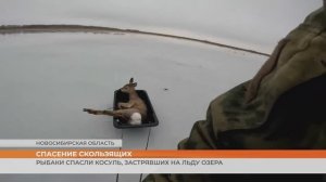 Рыбаки спасли косуль, застрявших на льду озера