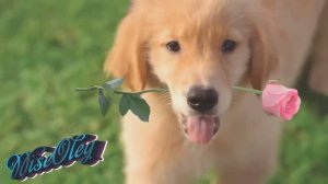 Aldo Lesina - It's Just A Story. Italo Disco 2022