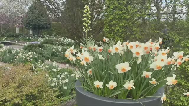 САДЫ ГЕРМАНИИ ЧУДЕСНЫЙ ПАРК САДОВ В АПРЕЛЕ Park der Gärten Нижняя Саксония