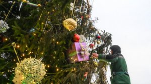 Главную новогоднюю ель страны доставят к Кремлю к 10 декабря