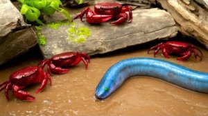 Битва за выживание: Рыбки Кои помогают Большой маме Кои и лягушке охотиться на угрей | Рыба