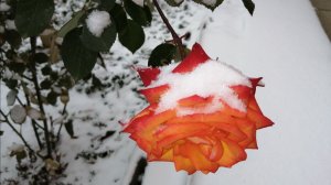 Выпал первый снег. Удивительное чудо!