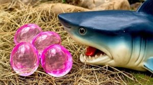 Выжить в грязи с угрем и рыбой кои, яйцом, дискусом, черепахой, золотой рыбкой | Stop Motion