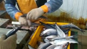 Рыборазделочная машина РМ-200. NVTT.RU