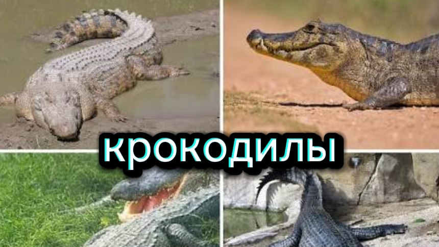 КРОКОДИЛОВАЯ ФЕРМА. КОРМЛЕНИЕ КРОКОДИЛОВ.