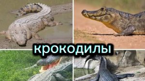 КРОКОДИЛОВАЯ ФЕРМА. КОРМЛЕНИЕ КРОКОДИЛОВ.