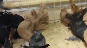 30.11.2025г Выставка г Воронеж ч.5