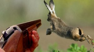 Охота на зайца