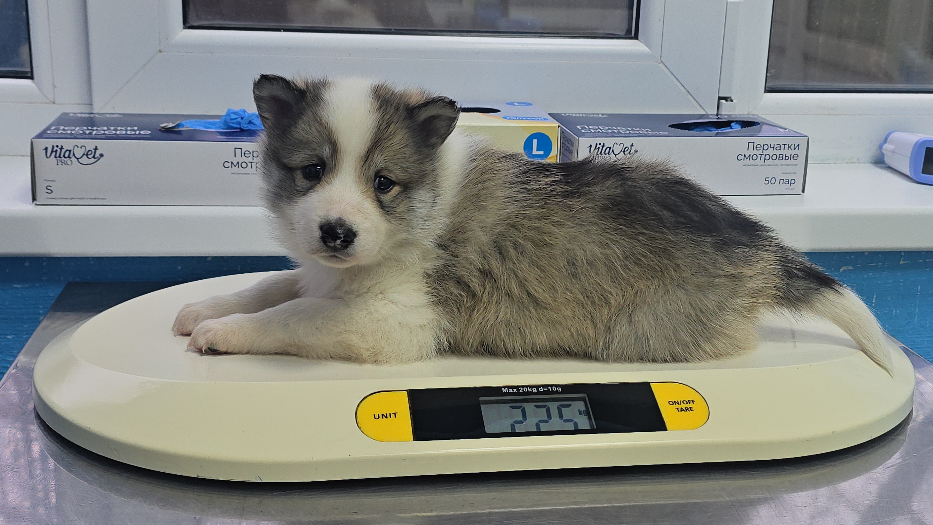 Щенка отвез в ветклинику