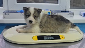 Щенка отвез в ветклинику