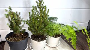 НОВОГОДНЯЯ ЕЛЬ КОНИКА в ГОРШКЕ, как выращивать и сохранить