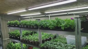 КАК  выращиваю ЦВЕТОЧНУЮ РАССАДУ в домашних условиях. Обзор стеллажей в конце ноября.