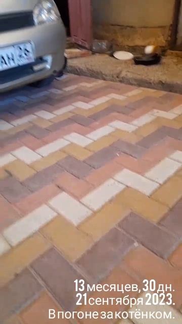 13 мес.,30 дн.В погоне за котёнком(21 сен.2023).mp4