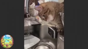 Кошка ловит мышей, кот и вода из под крана! Смешная подборка! #74