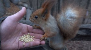 Дождался Рыжую. Зарисовка