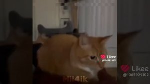 ваше любимое в конце