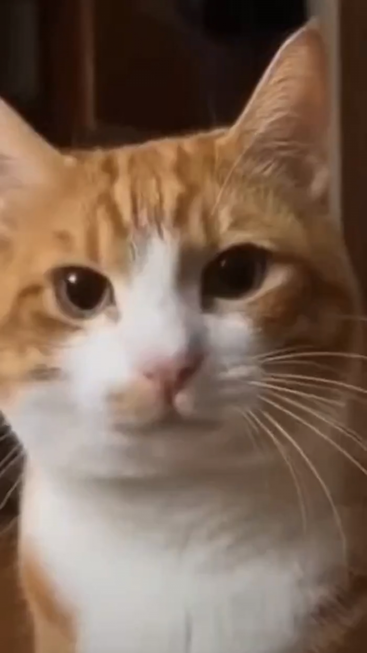 А ты установил себе МАХ?..😾