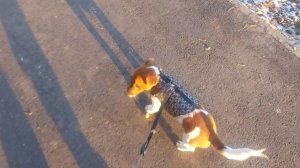 Майла на прогулке.Джек -рассел терьер.