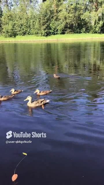 Ленобласть.17.07.2024. Часть 76. Утята_ На второе на завтрак - рыбка