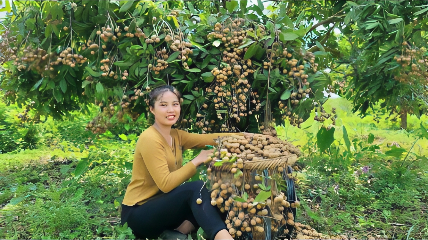 Собирают урожай лонгана, чтобы отправиться на рынок продавать. Жизнь Дуонг. Вьетнам