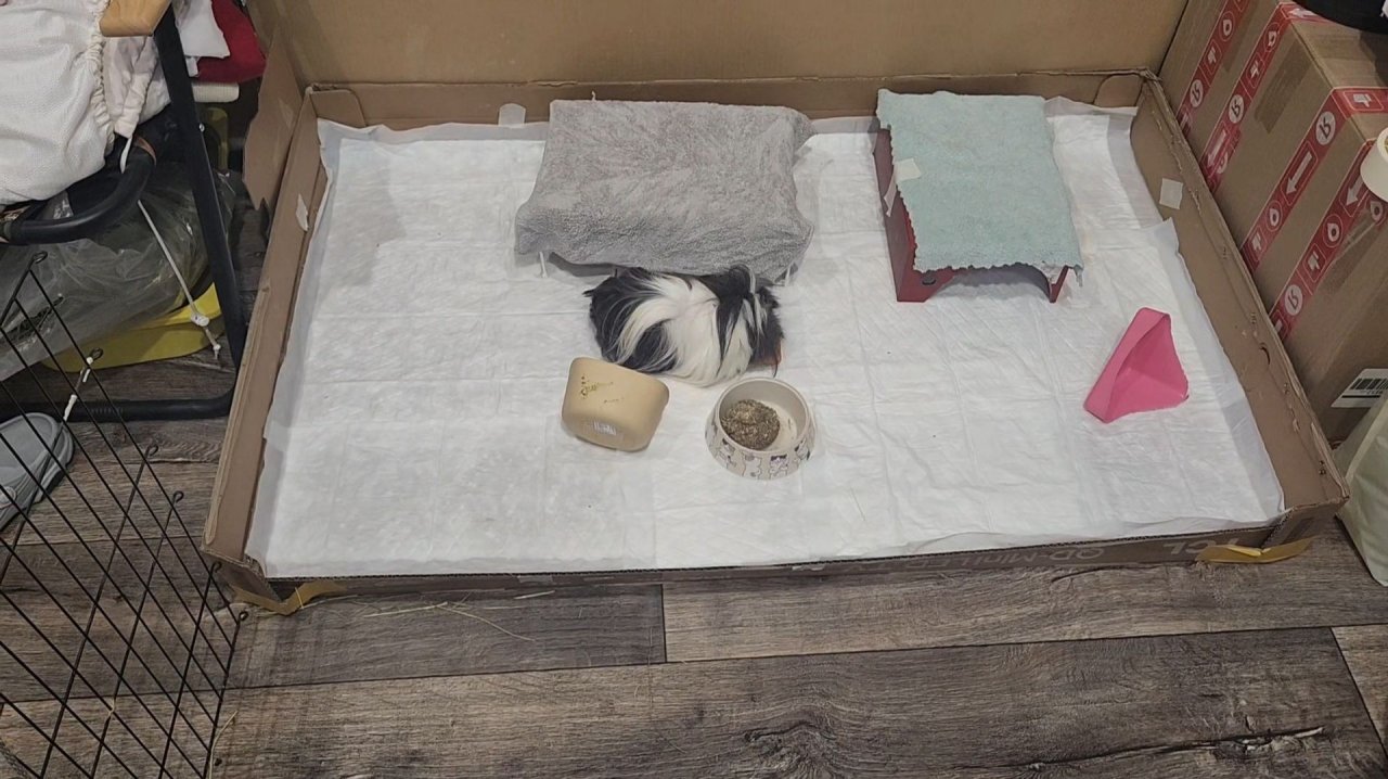 Морские свинки Улли и Пулли обожают чистоту ✨️