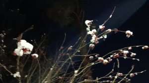 ЗИМНИЕ МЕЧТЫ