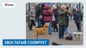 Пёс подпевает уличному музыканту в Калининграде