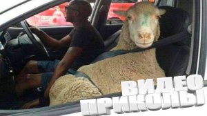 ТОПОВЫЕ ПРИКОЛЫ 2025 \ СМЕШНЫЕ ВИДЕОПРИКОЛЫ \ КАЧЕСТВЕННАЯ ПОДБОРКА ВИДЕОПРИКОЛОВ