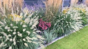 НОВИНКИ ЦВЕТОВ ИЗ СЕМЯН.Я ВАС ТОЧНО УДИВЛЮ!