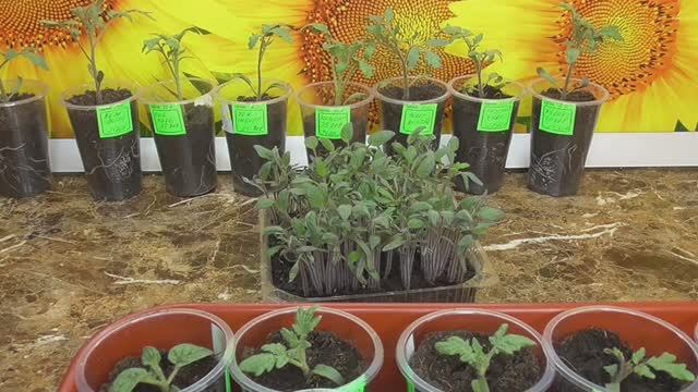 Когда начинать пикировать рассаду томатов?  2022 год.