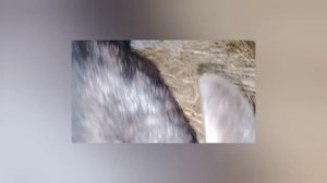 Мои любимые животные.