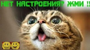 Смешные видео