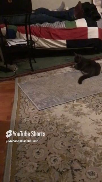 Санкт-Петербург. 02.12.2025. Котёнок Тортик в гостях у Персика. Игра мальчишек. Эпизод 3