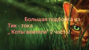 / Подборка из тик - тока ,, Коты воители" 2 часть!