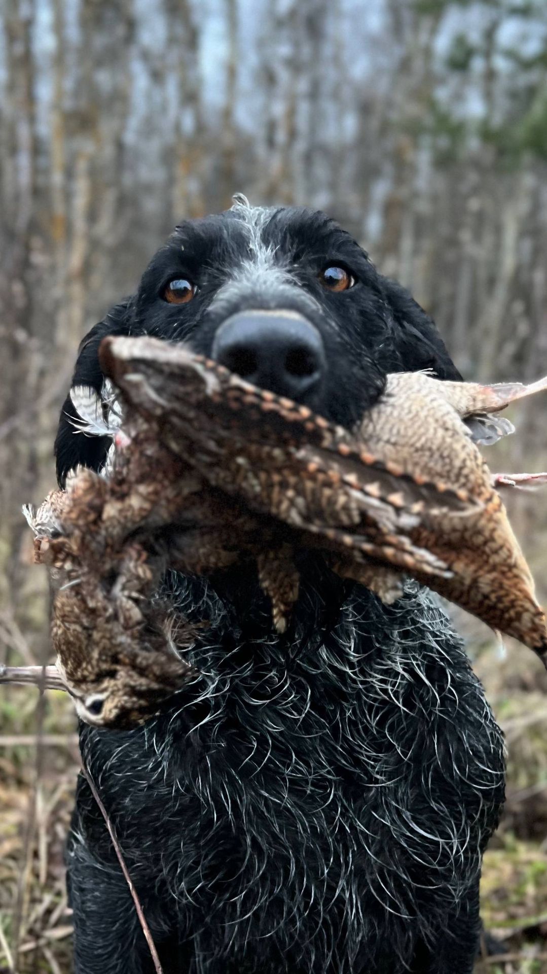 Охота на вальдшнепа с дратхааром ноябрь 2025, девушка охотник / Woodcock hunting, girl hunter смотреть онлайн