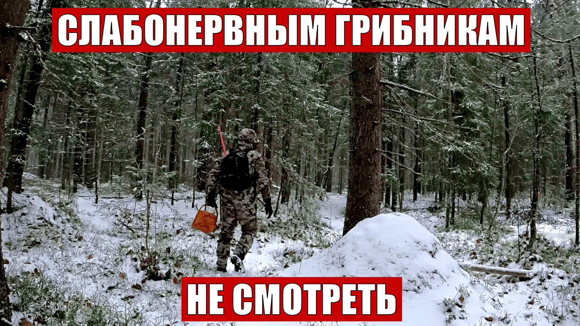 Грибник зашел в СНЕГ и ОБАЛДЕЛ! С таким ЛЕСОМ и холодильник НЕ НУЖЕН! Грибы и лес Сказочная Карелия