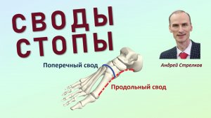 Своды стопы