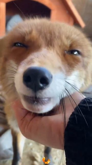 Кошачий софт на собачьем железе