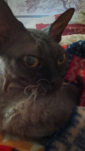 играю в мяу сим