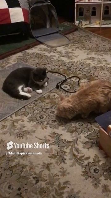 Санкт-Петербург. 02.12.2025. Котёнок Тортик в гостях у Персика. Игра мальчишек. Эпизод 4