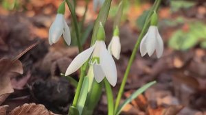 В Сочи распустились подснежники