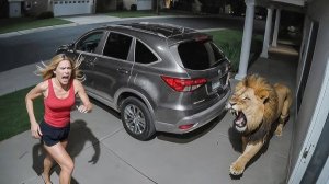 Когда Животные Связались Не с Тем Противником