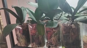 #142 ОрхоVLOG бойся мыслей своих и желаний. А ещё орхидея пришла вывалилась из горшка