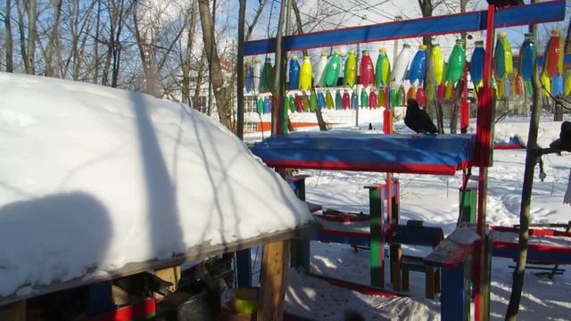 ГОЛУБИ  ПАРК НА НЕФТЯНИКЕ ХАБАРОВСК 25 января 2025 г (Ролик+Слайд)