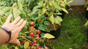 Обзор перца Долма, Оранжевый клык Динозавра, Джимми Нарделло, Сладкого Черри перца от pomidom.ru