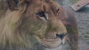 Лев Шерхан и леопард Порш стали соперниками в борьбе за внимание тигрицы Симы!