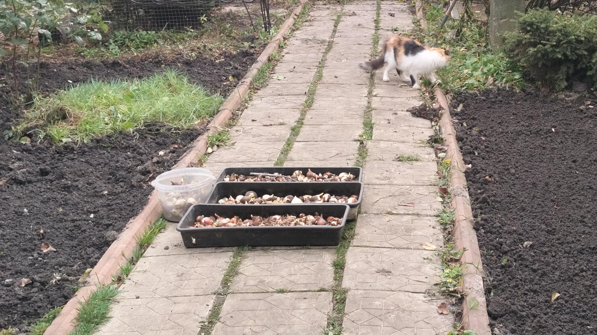 Как я сажаю тюльпаны 08.11.25.День второй.Пересаживаю вейгеллу и метельчатую гортензию