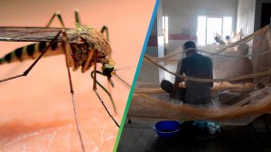 Эпидемия вирусных лихорадок денге и чикунгуньи бушует на Кубе из-за укусов комаров